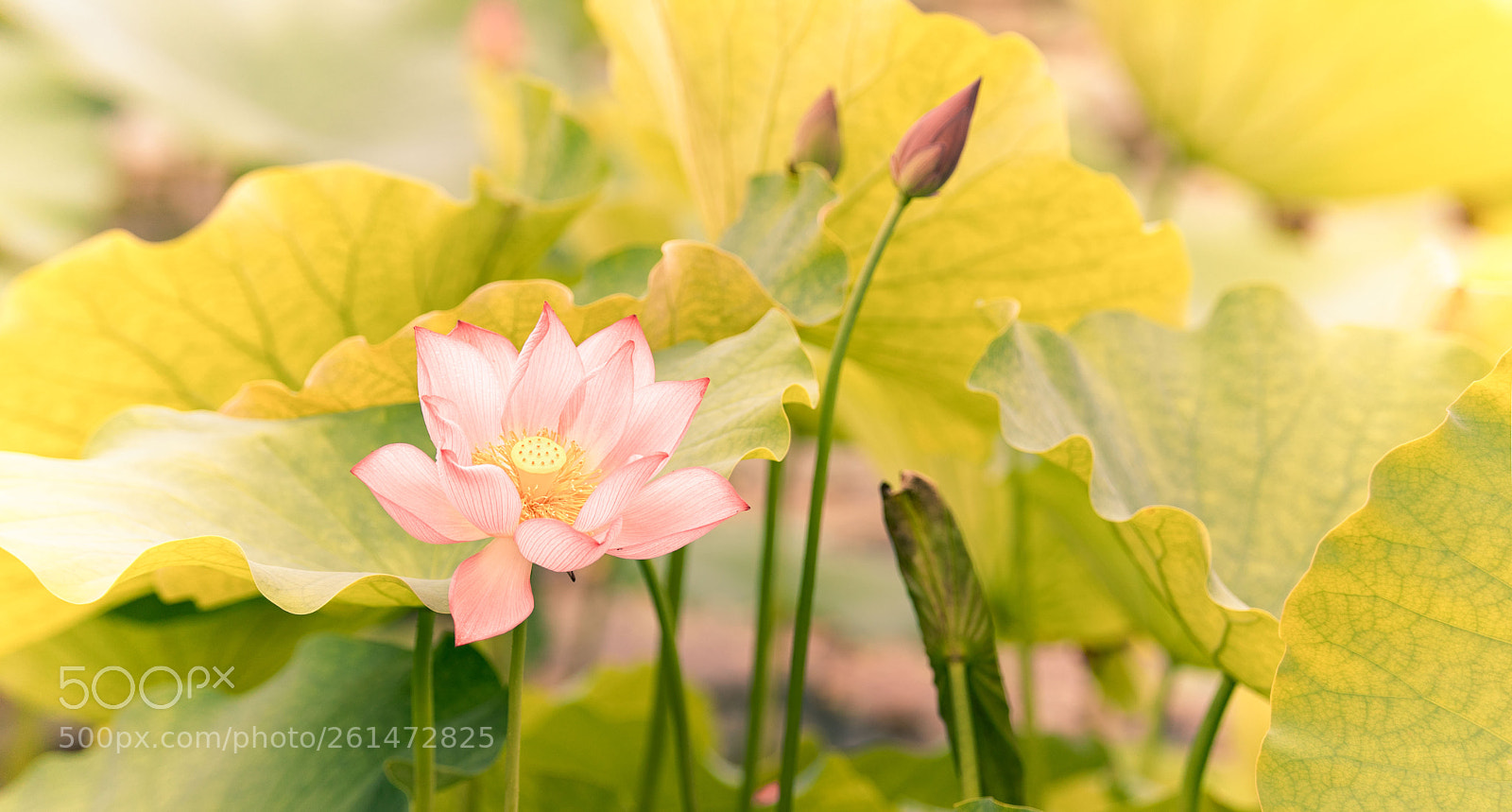 Canon EOS 5D Mark IV sample photo. 荷花.八卦田 photography