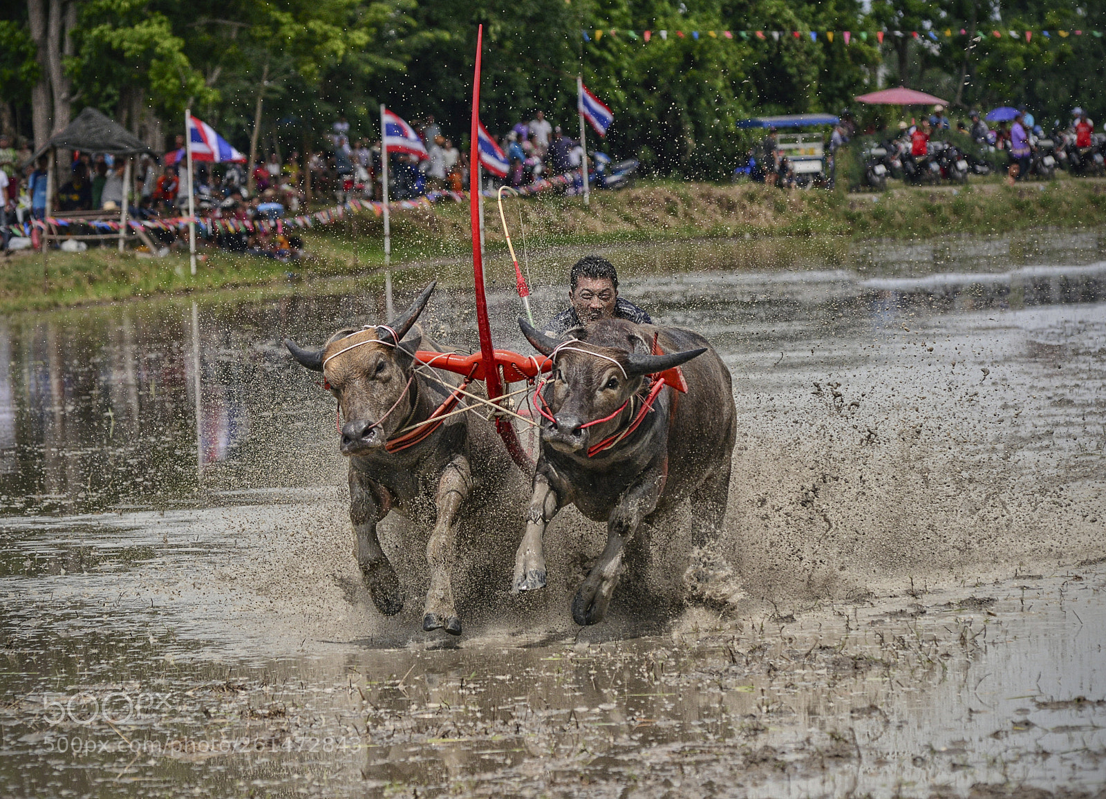 Nikon D800 sample photo. Buffalo racing photography