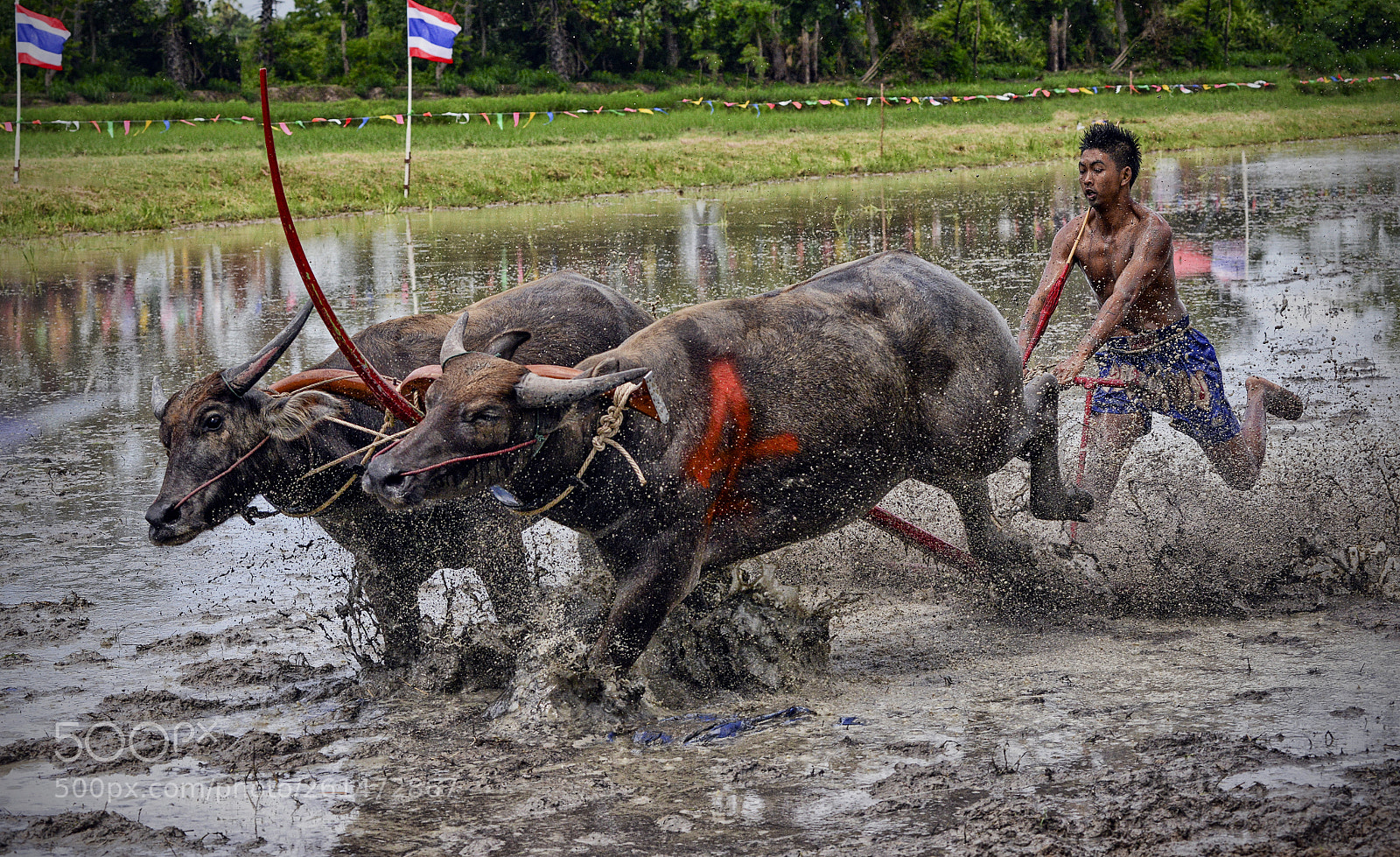 Nikon D800 sample photo. Buffalo racing photography