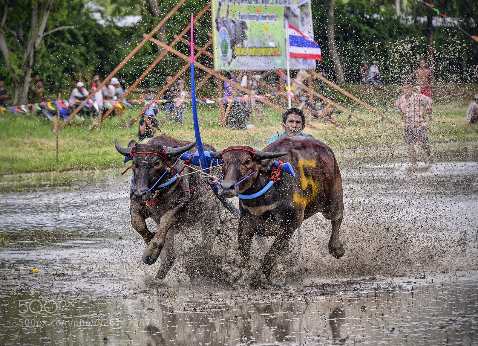 Nikon D800 sample photo. Buffalo racing photography