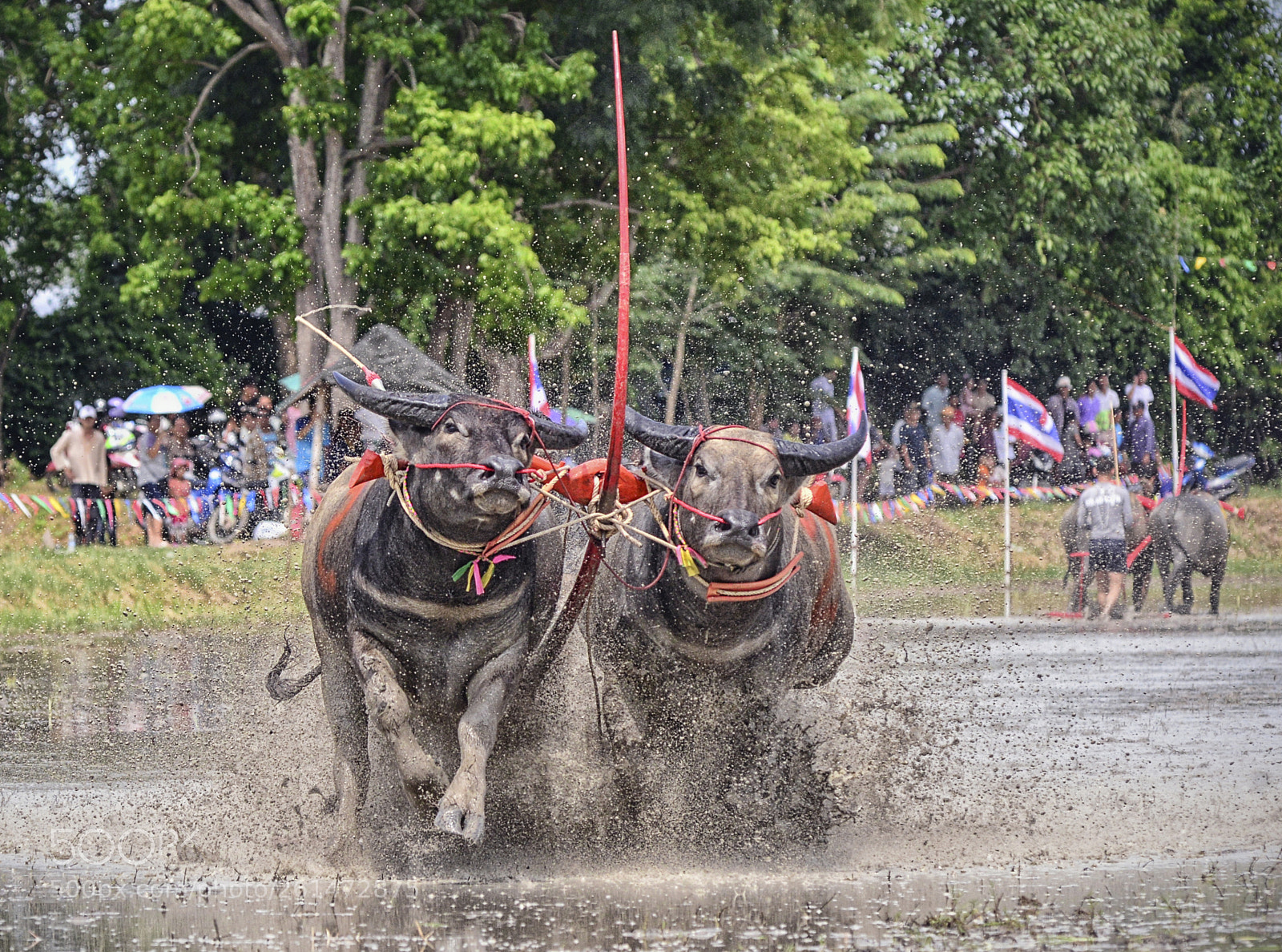 Nikon D800 sample photo. Buffalo racing photography