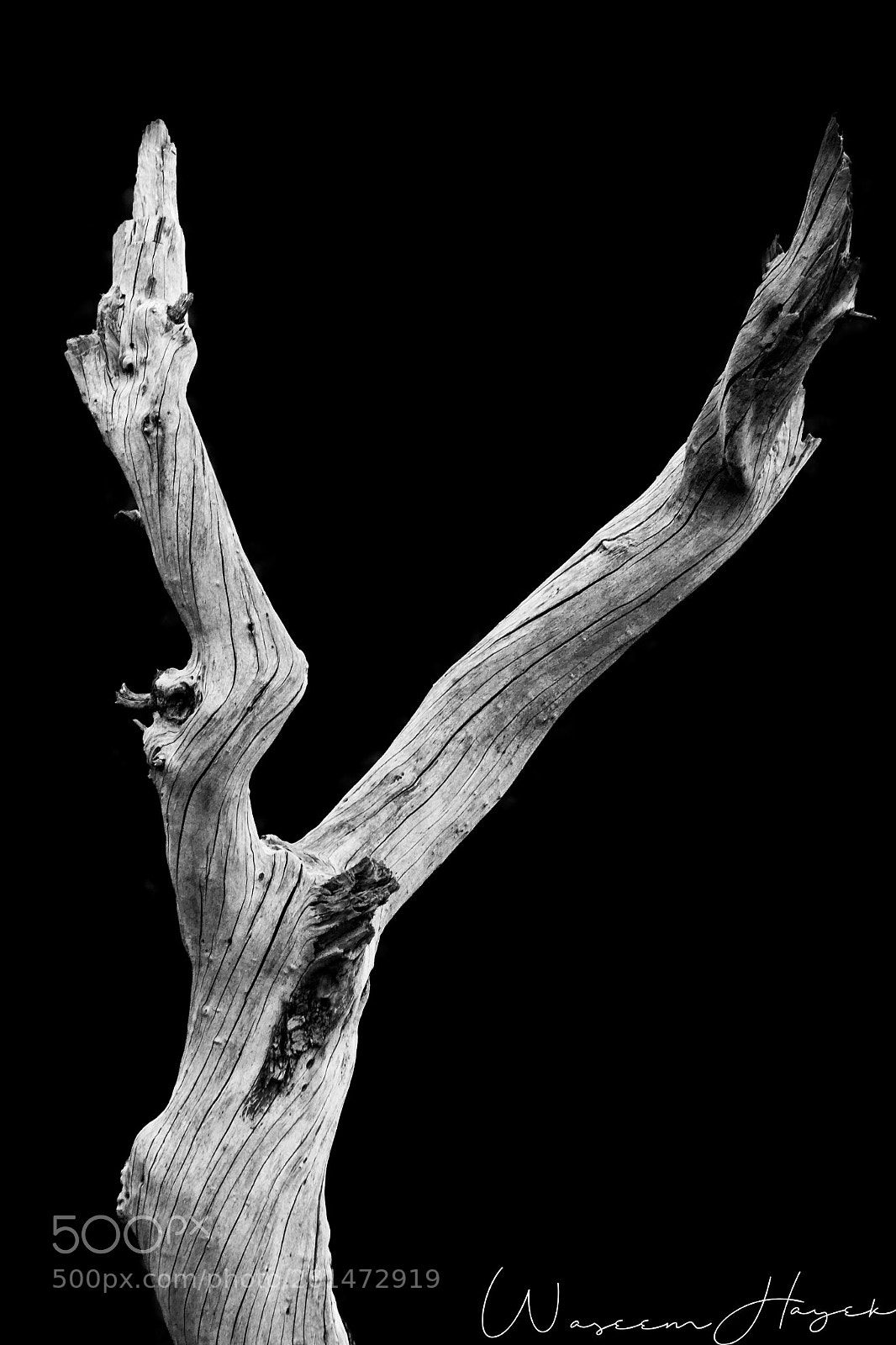 Canon EOS 700D (EOS Rebel T5i / EOS Kiss X7i) sample photo. Old tree photography