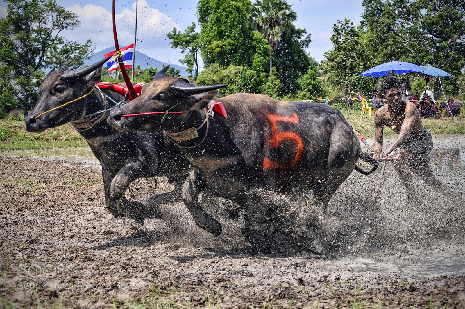 Nikon D800 sample photo. Buffalo racing photography
