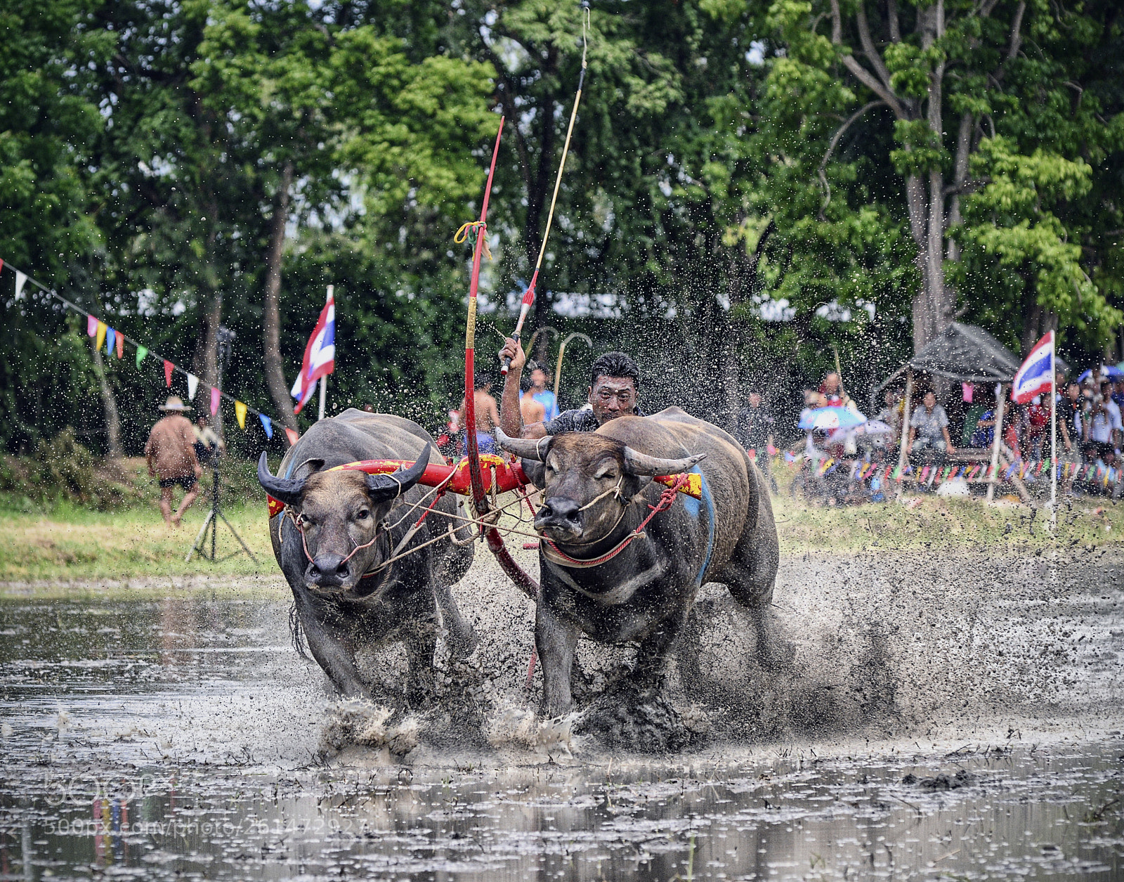 Nikon D800 sample photo. Buffalo racing photography