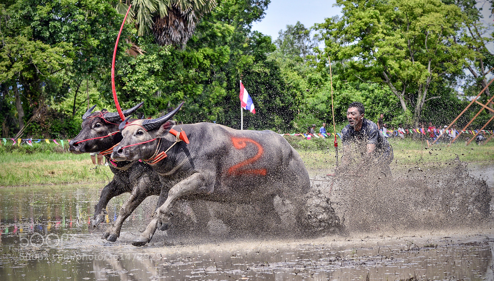 Nikon D800 sample photo. Buffalo racing photography