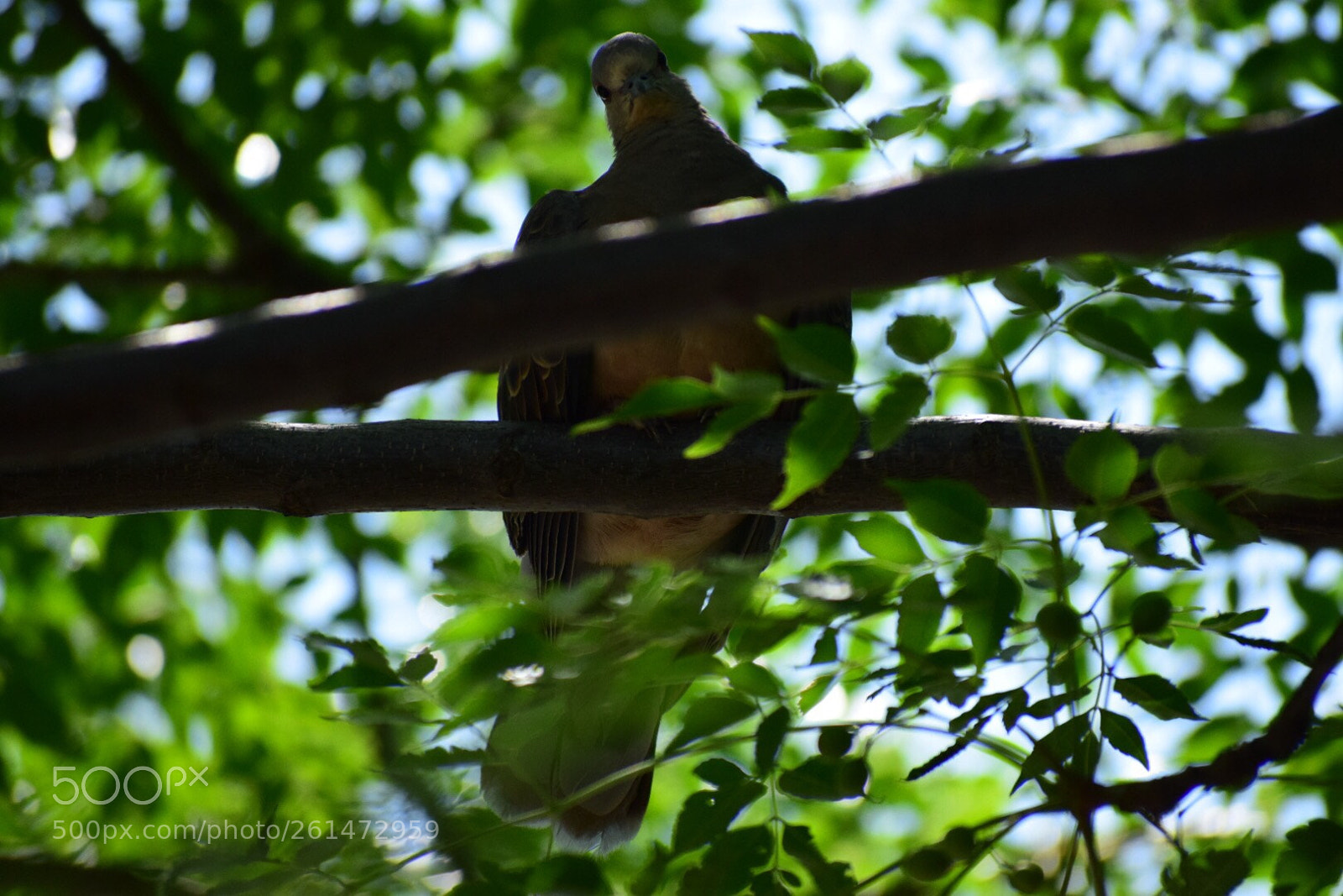 Nikon D5300 sample photo. Bird photography