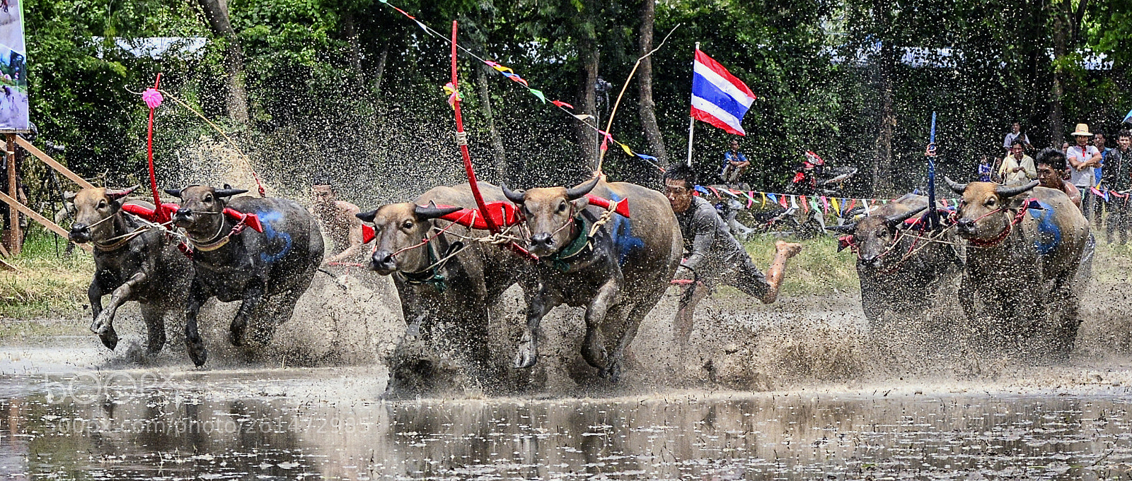 Nikon D800 sample photo. Buffalo racing photography