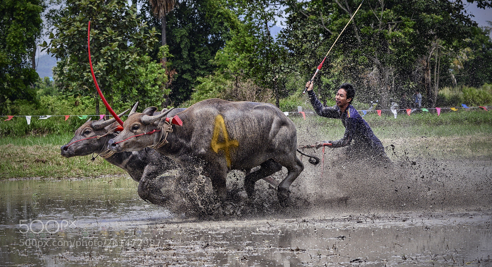Nikon D800 sample photo. Buffalo racing photography