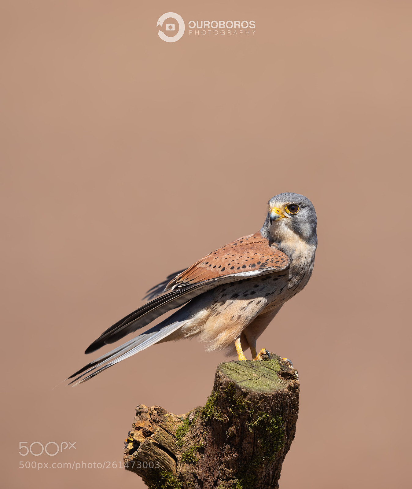 Canon EOS 5D Mark IV sample photo. Kestrel (falco tinnunculus) photography