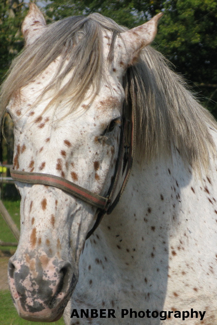 Canon POWERSHOT G9 sample photo. Horse portrait photography