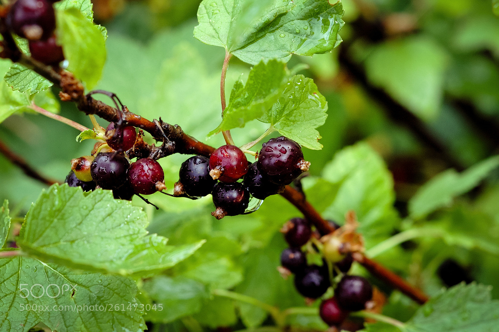 Nikon D70s sample photo. Black currant photography