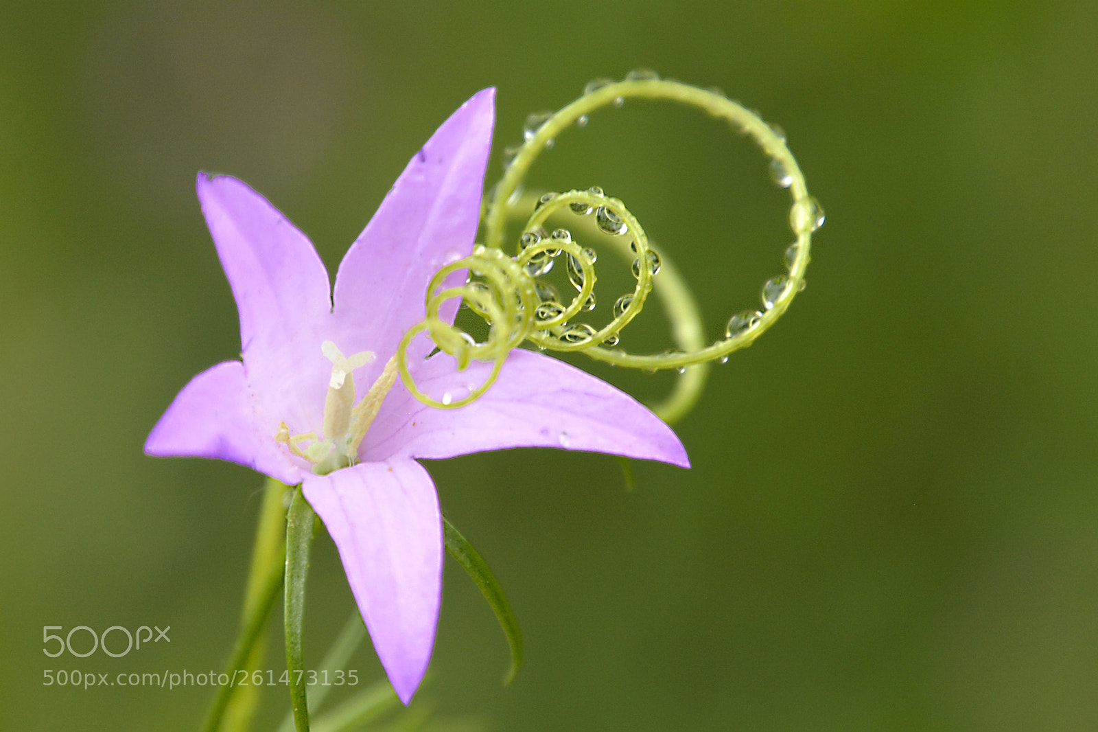 Nikon D5200 sample photo. Drops photography