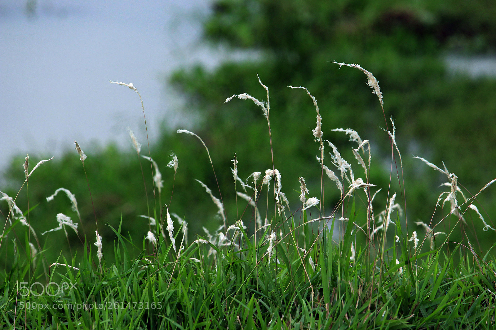 Canon EOS 700D (EOS Rebel T5i / EOS Kiss X7i) sample photo. Nature with grass flower photography