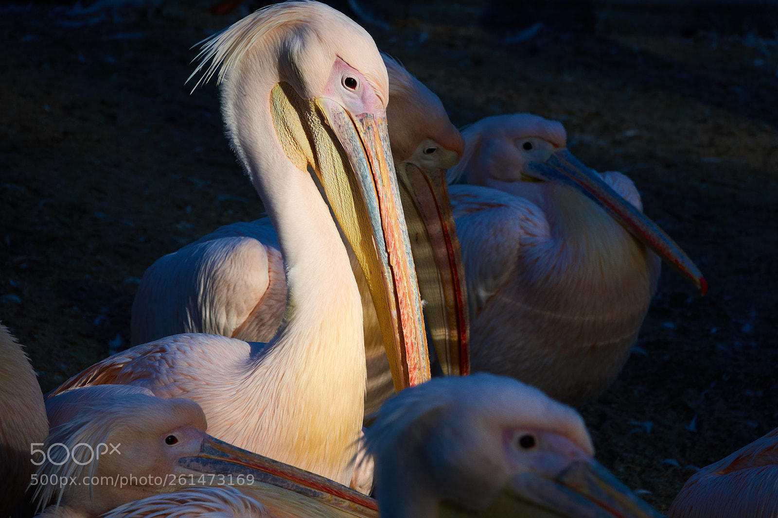 Sony Cyber-shot DSC-RX10 III sample photo. Pelican enjoying last sunlight photography