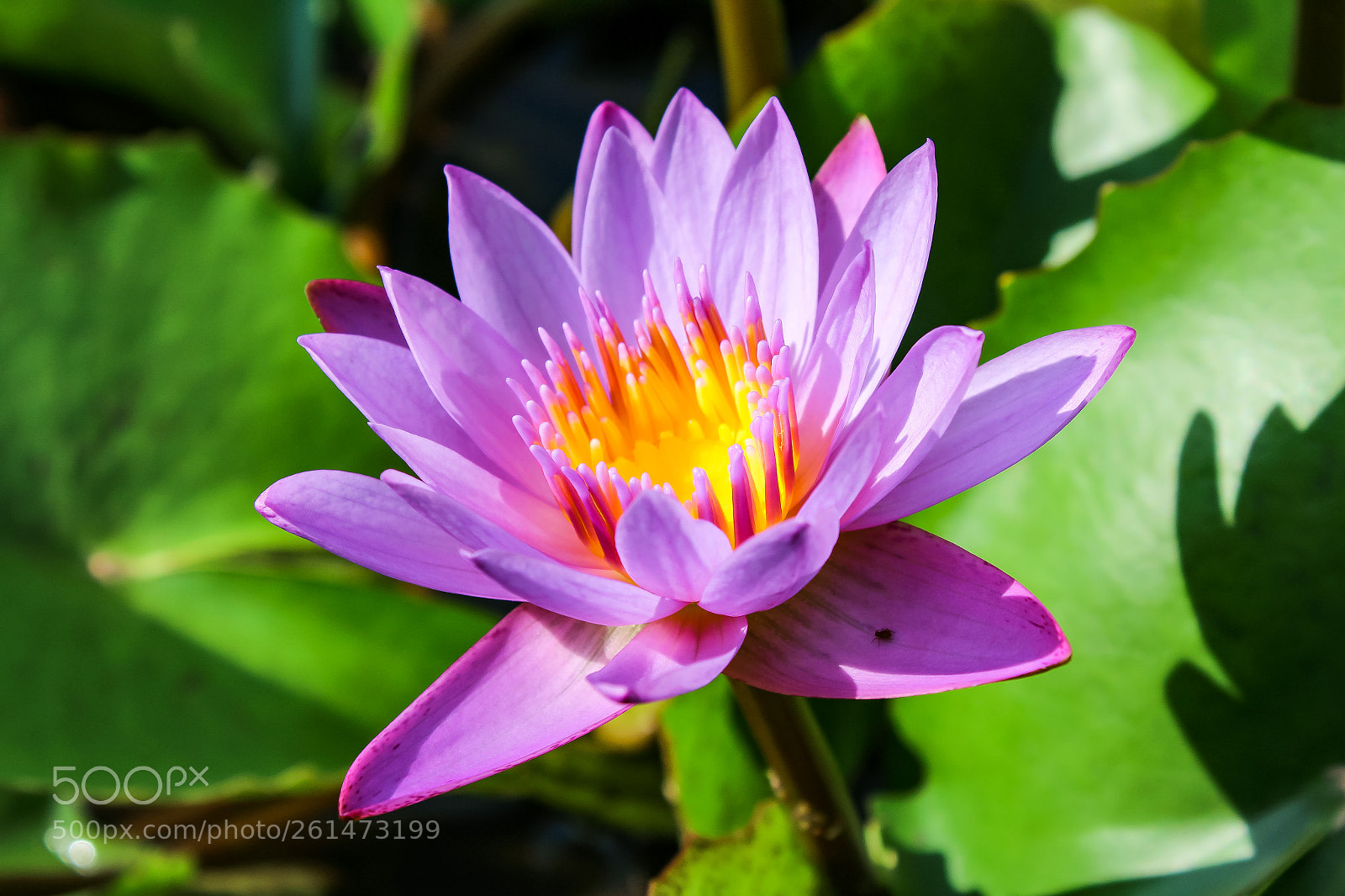 Canon EOS 1300D (EOS Rebel T6 / EOS Kiss X80) sample photo. Water lily photography