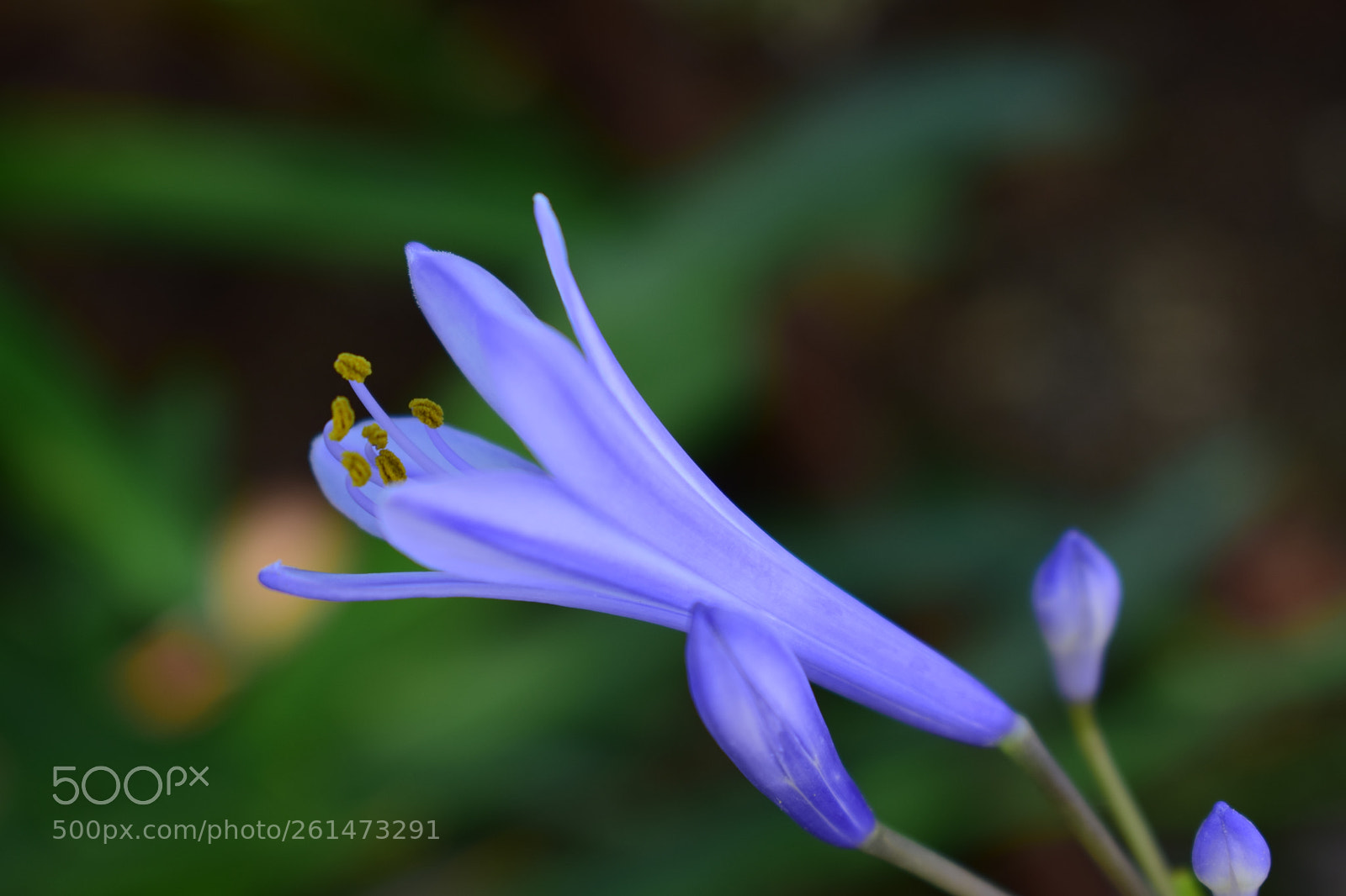 Nikon D5300 sample photo. Pistils photography