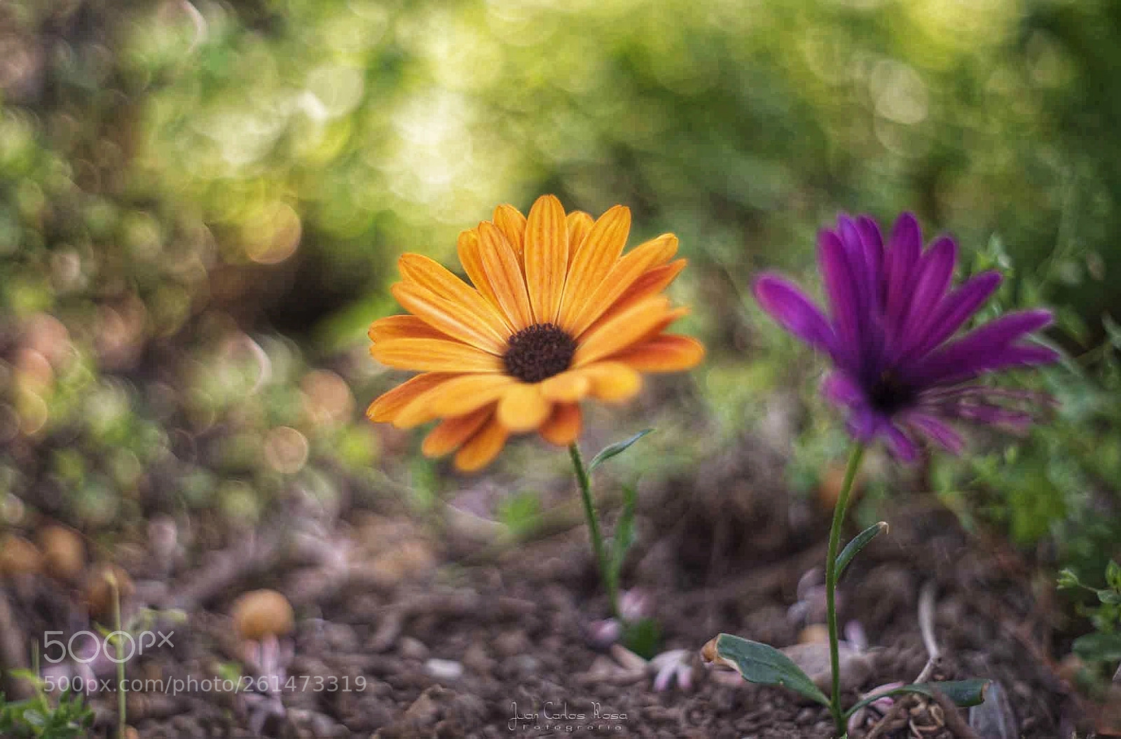 Nikon D610 sample photo. Meyer-optik g rlitz oreston photography