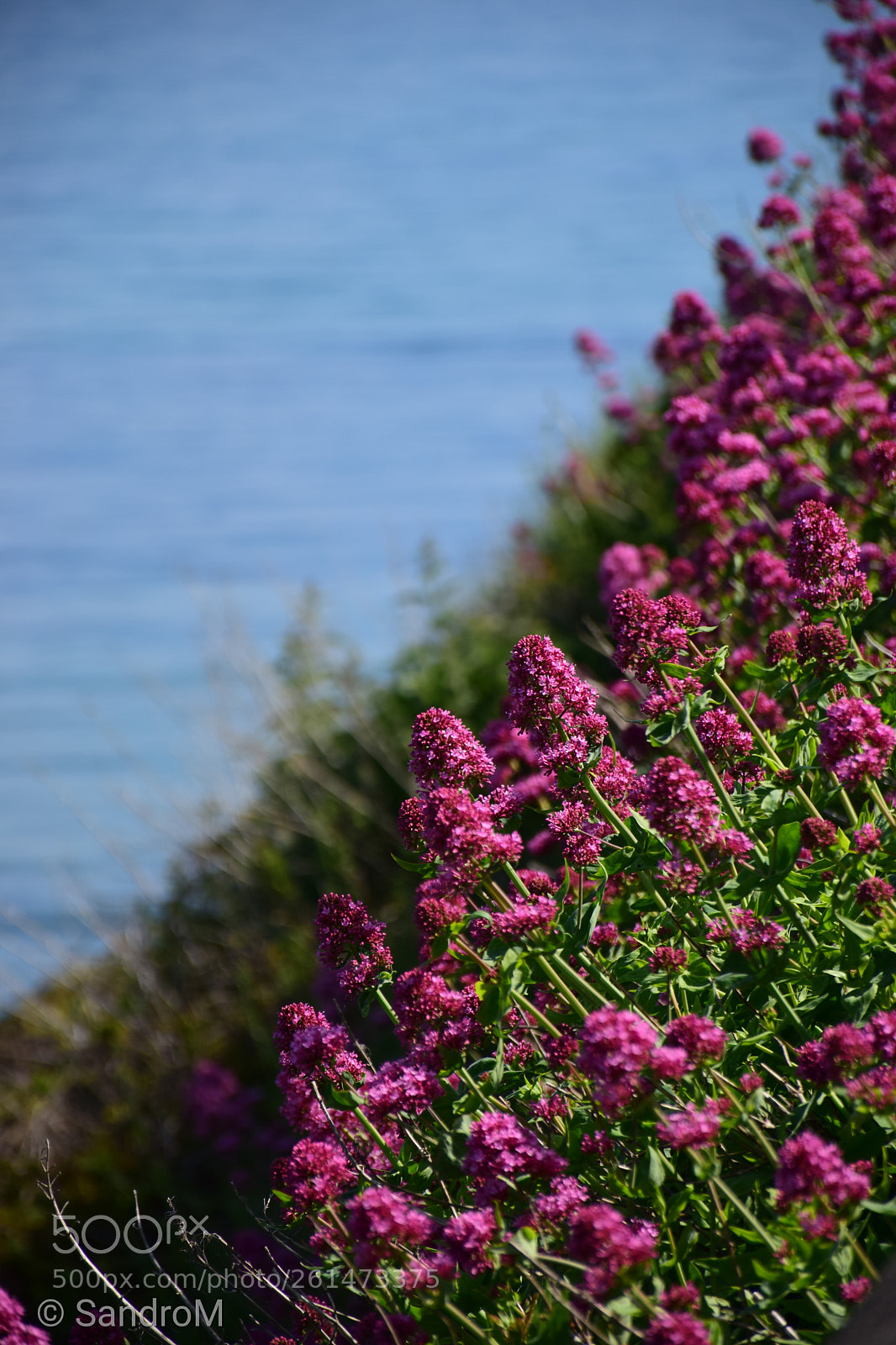 Nikon D5300 sample photo. Flowers and the sea photography