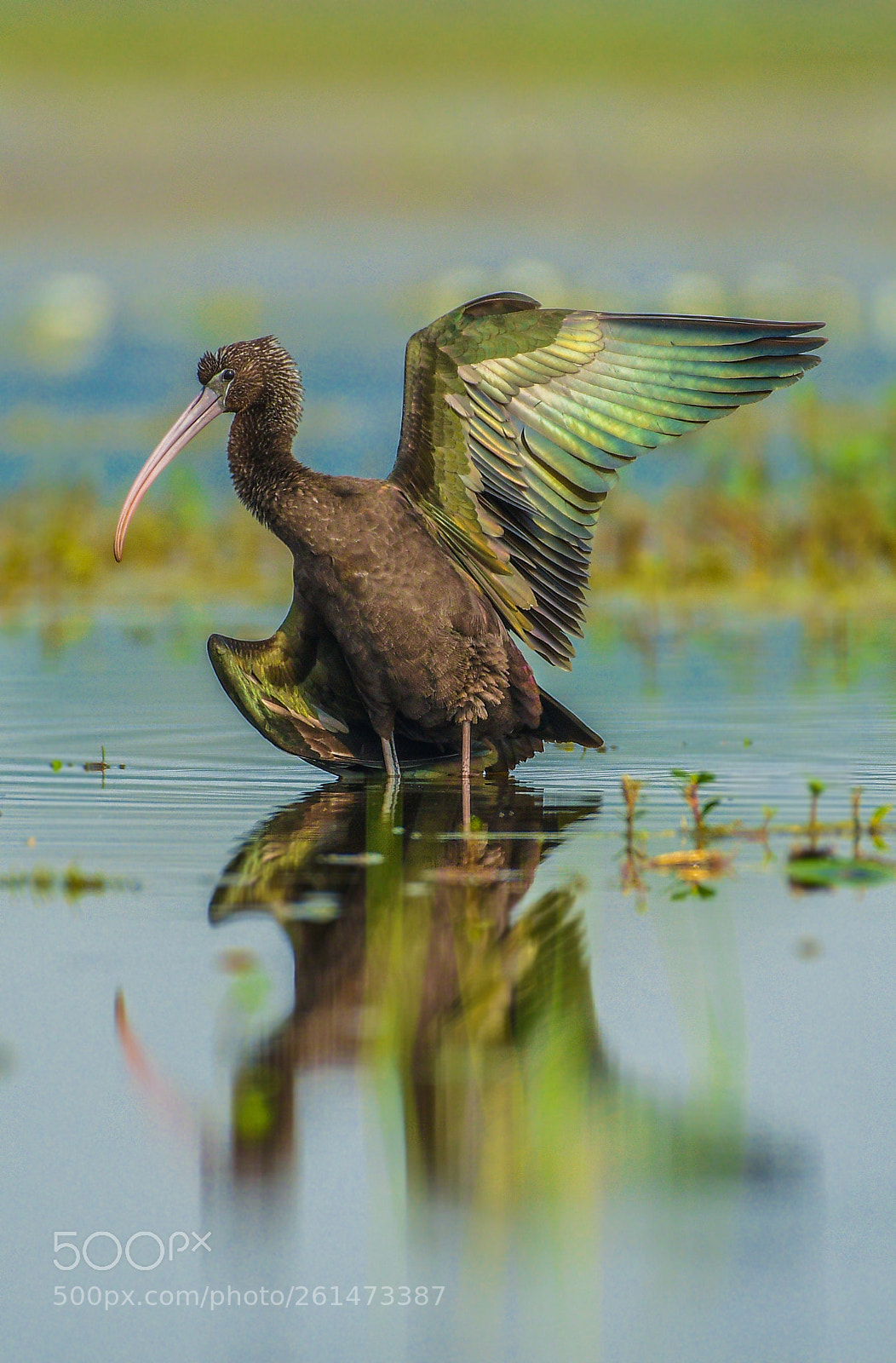 Nikon D500 sample photo. Glossy ibis photography