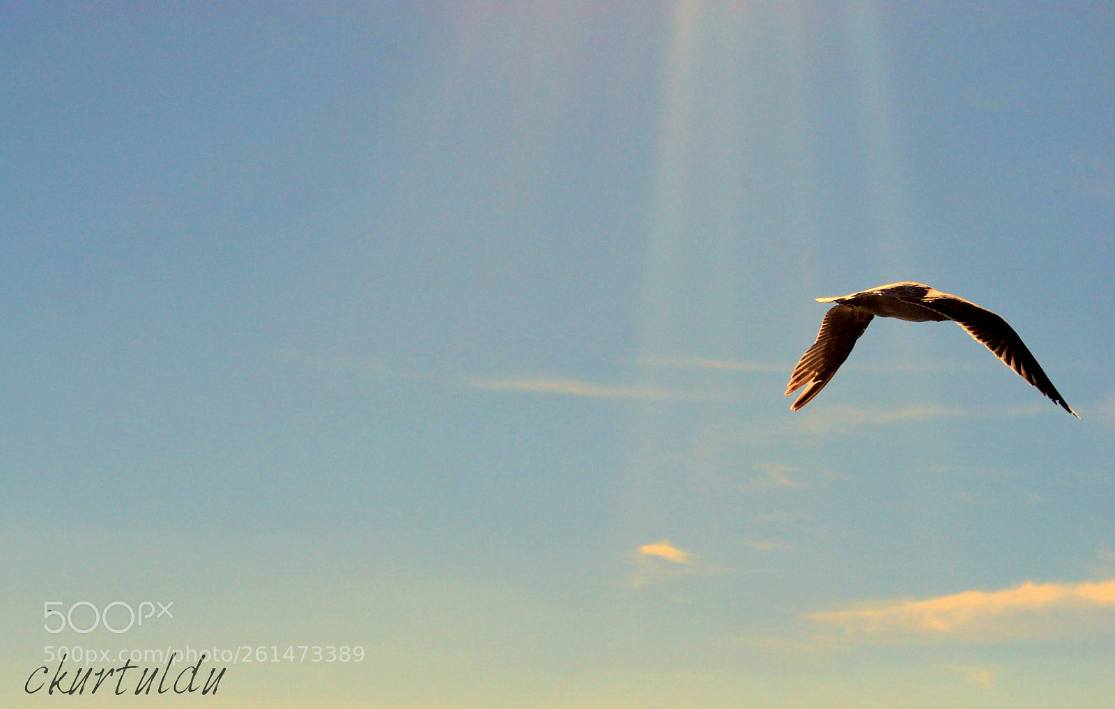 Nikon D60 sample photo. Seagull photography