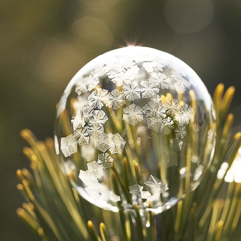 Sony a7R III + 105mm F2.8 sample photo. Frozen bubble photography