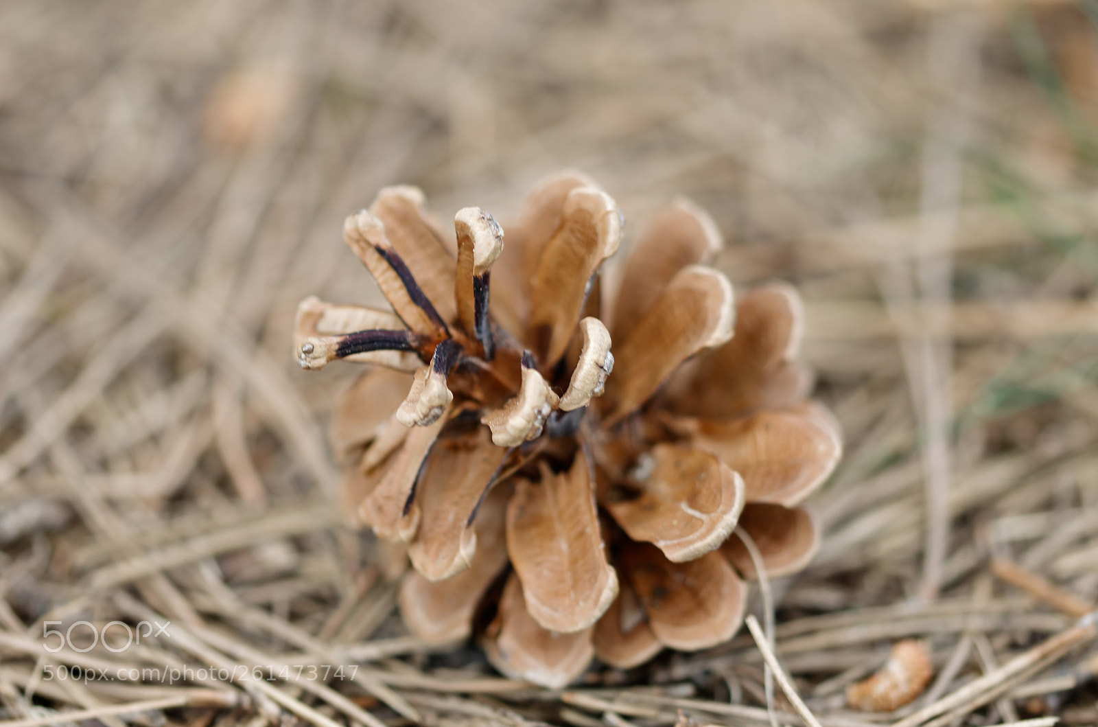 Nikon D5100 sample photo. Pine cone photography