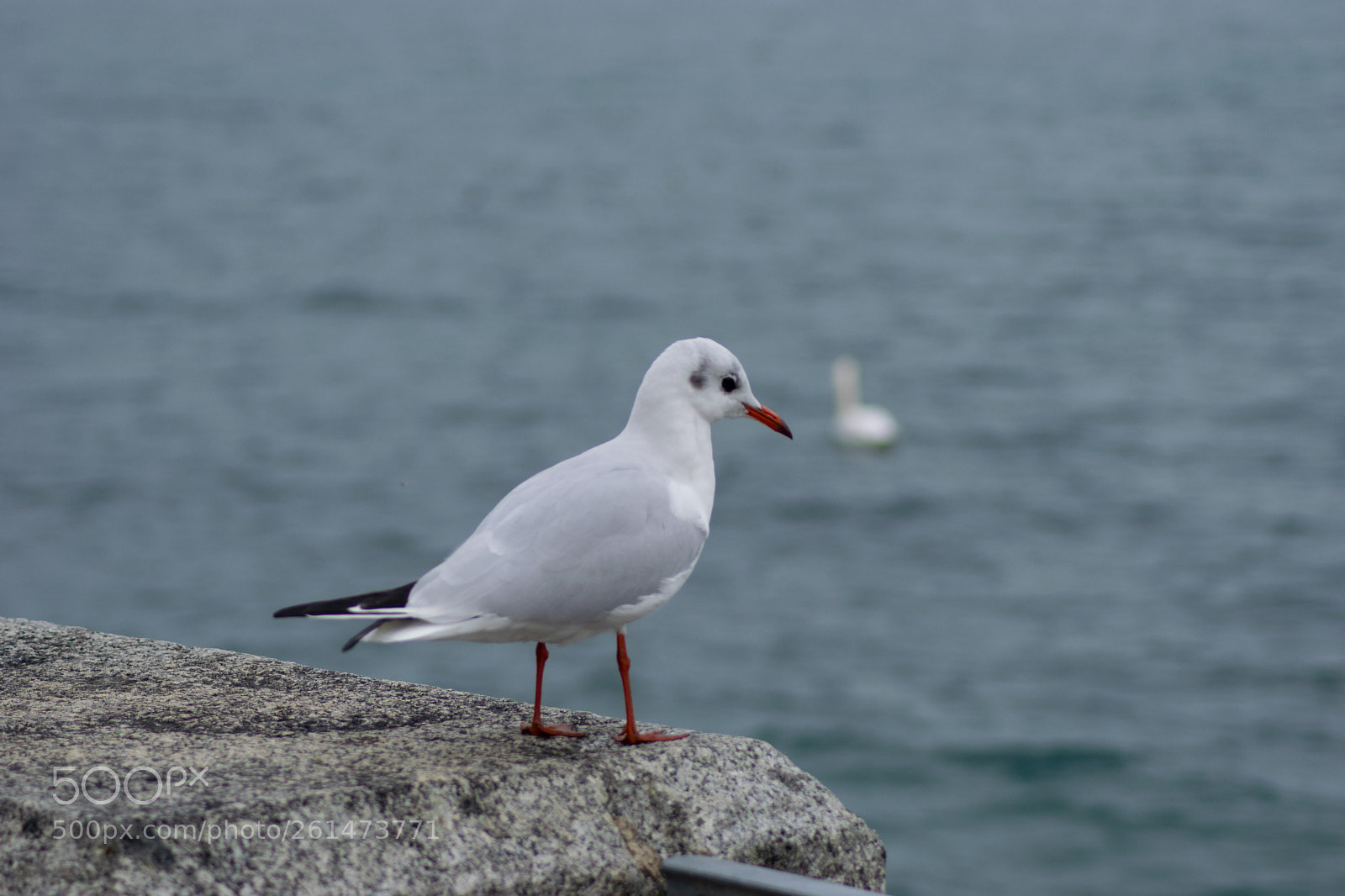 Nikon D3300 sample photo. Looking out photography