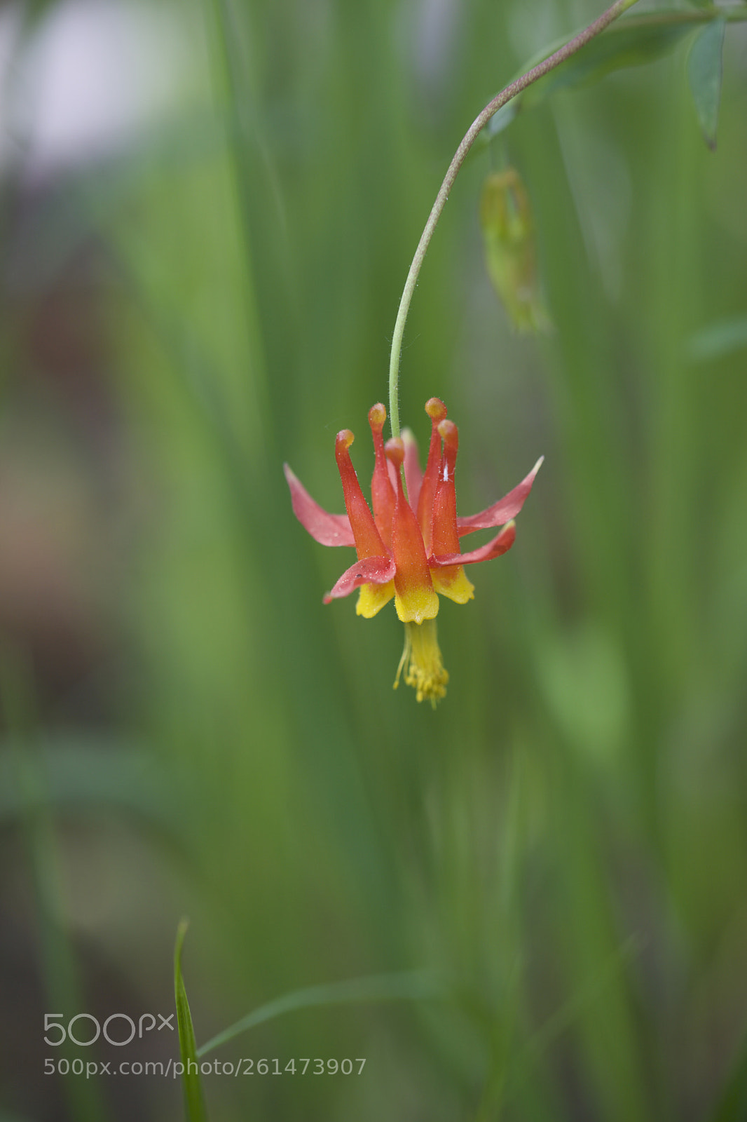 Canon EOS 5D Mark II sample photo. Simple flower photography