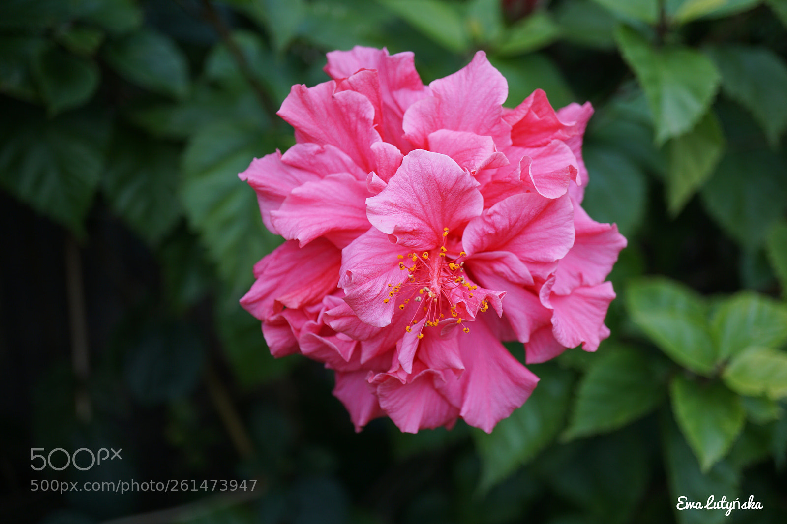 Sony a6000 sample photo. Double hibiscus flower photography
