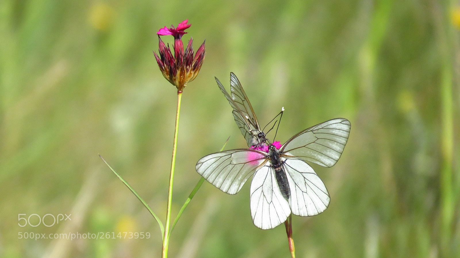 Canon PowerShot SX60 HS sample photo. Black-veined white butterfly aporia photography