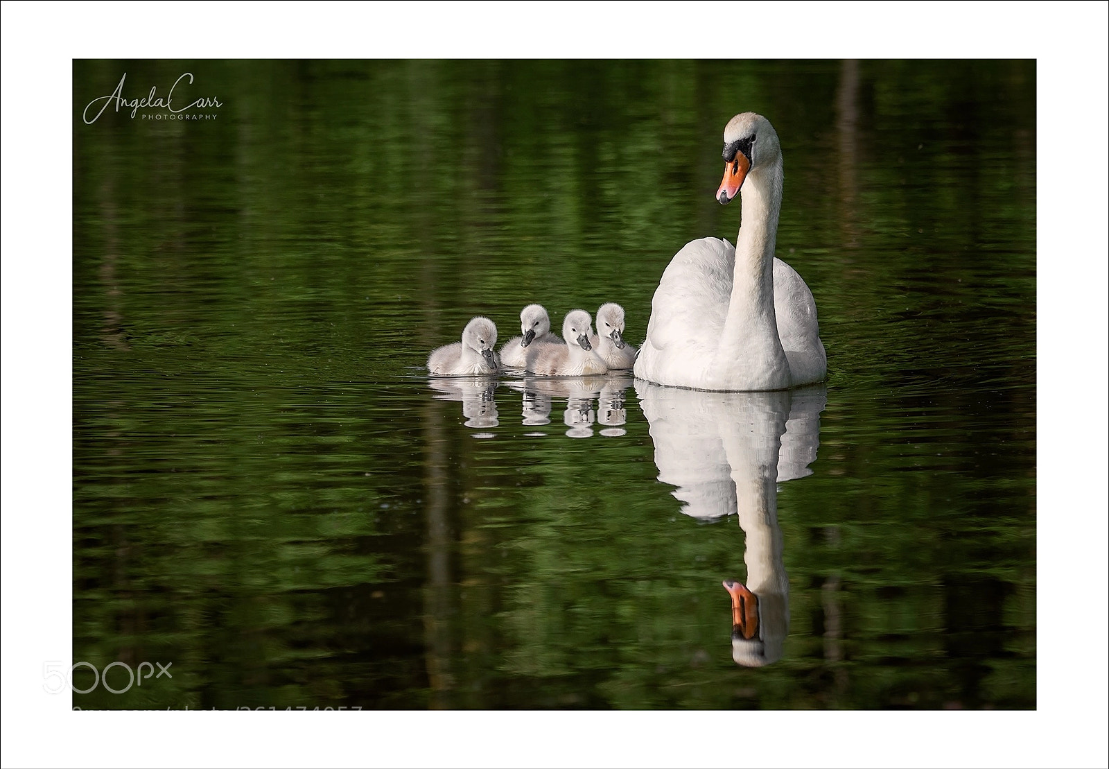 Nikon D810 sample photo. Mother and signets photography