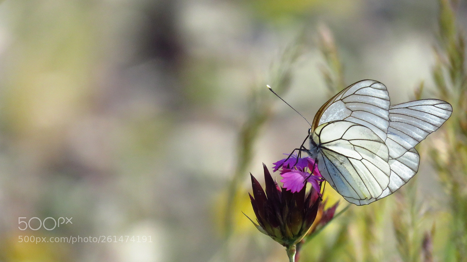 Canon PowerShot SX60 HS sample photo. Black-veined white butterfly aporia photography
