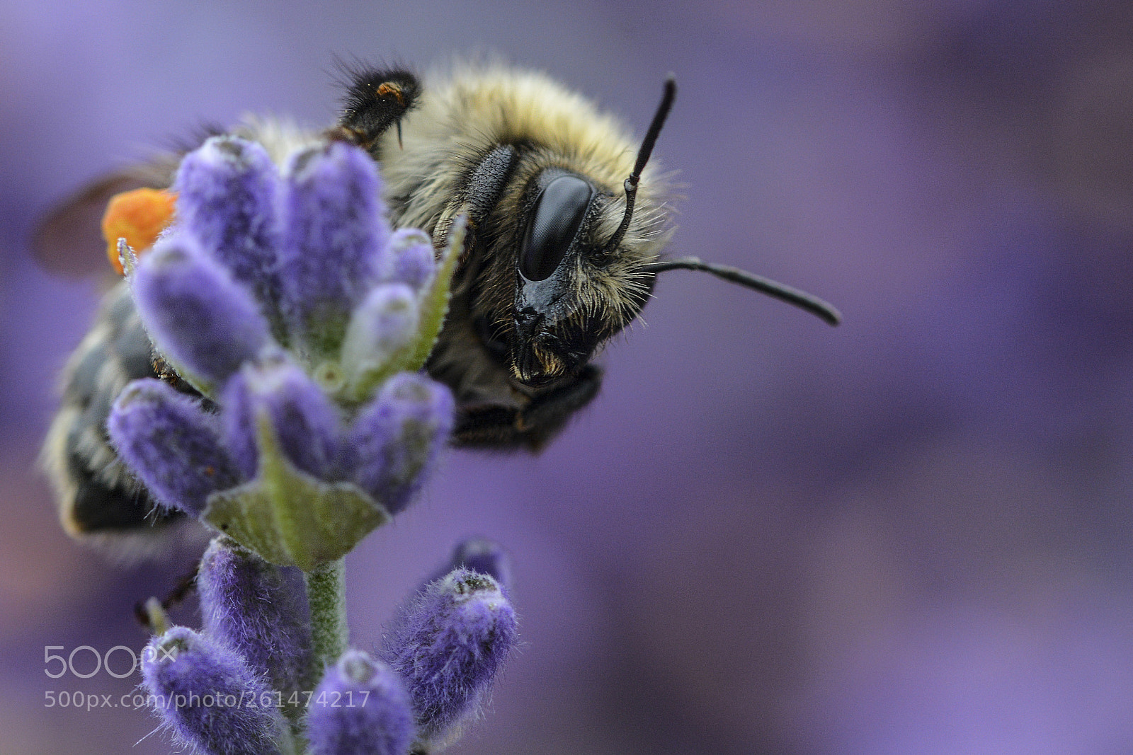 Nikon D7100 sample photo. Beeing photography