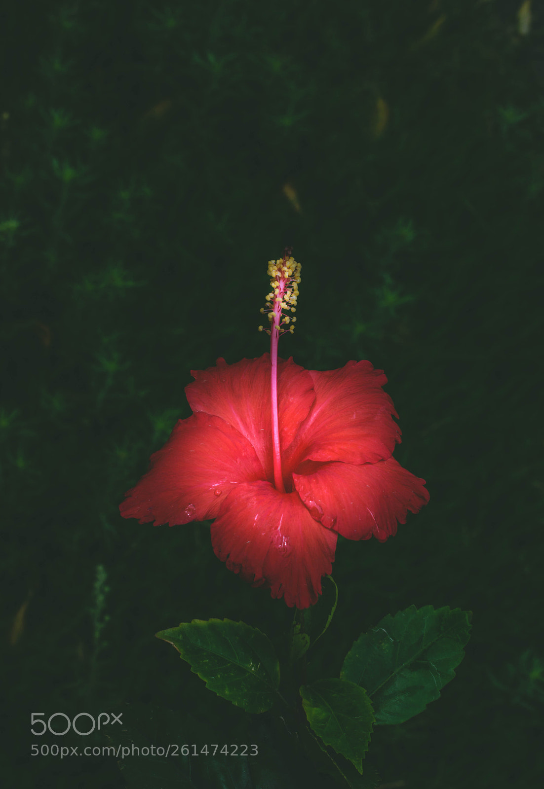 Nikon D5300 sample photo. Hope photography