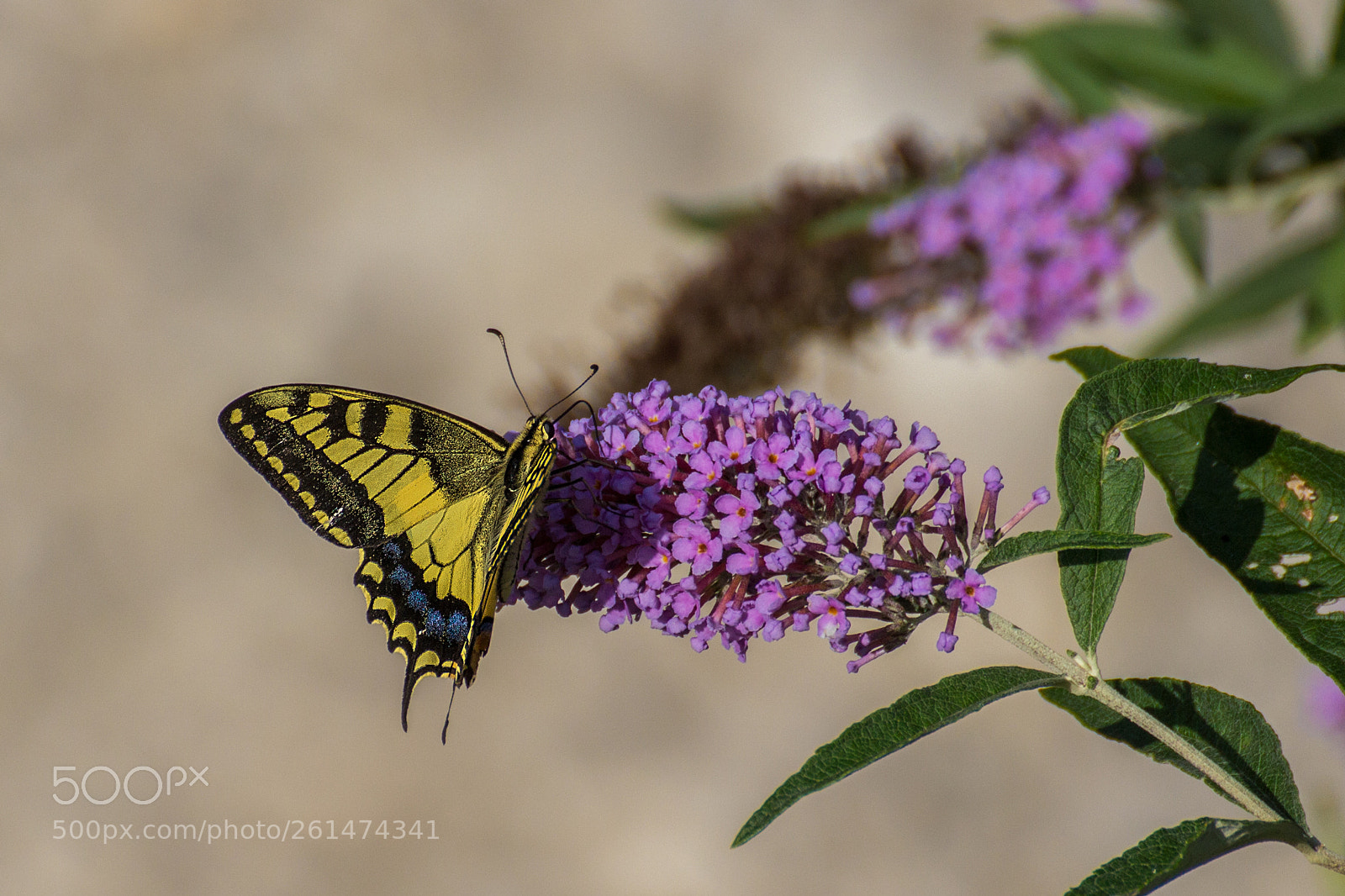 Canon EOS 600D (Rebel EOS T3i / EOS Kiss X5) sample photo. Schwalbenschwanz photography