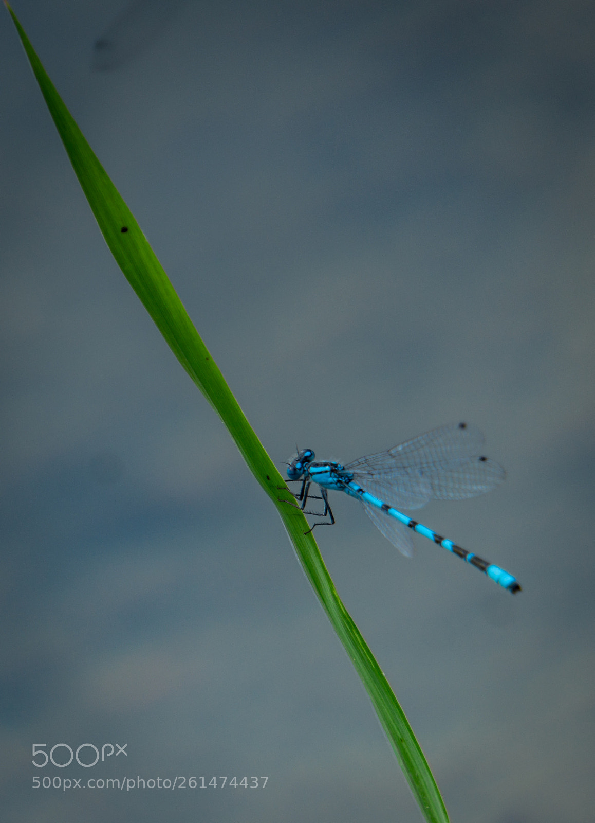 Sony a6000 sample photo. Dragonfly photography