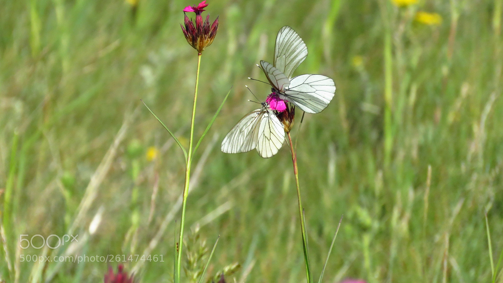 Canon PowerShot SX60 HS sample photo. Black-veined white butterfly aporia photography