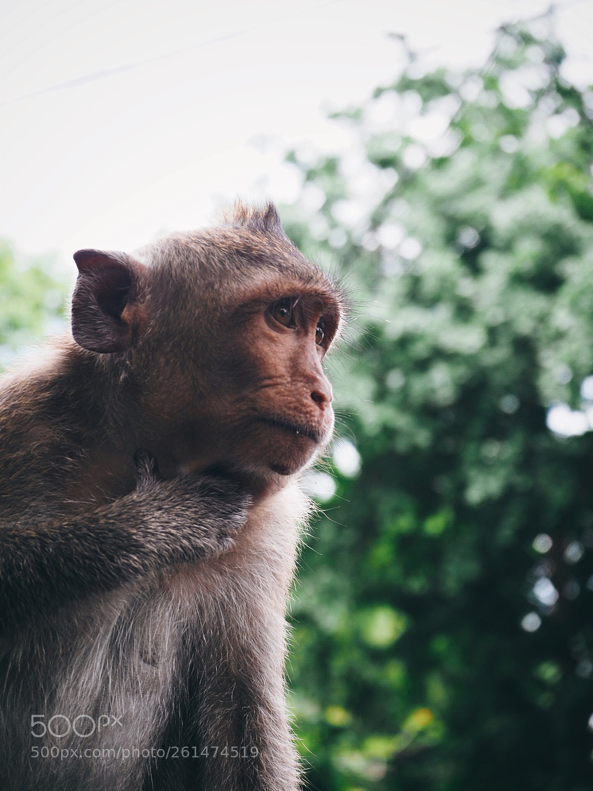 Olympus OM-D E-M10 II sample photo. Monkey photography