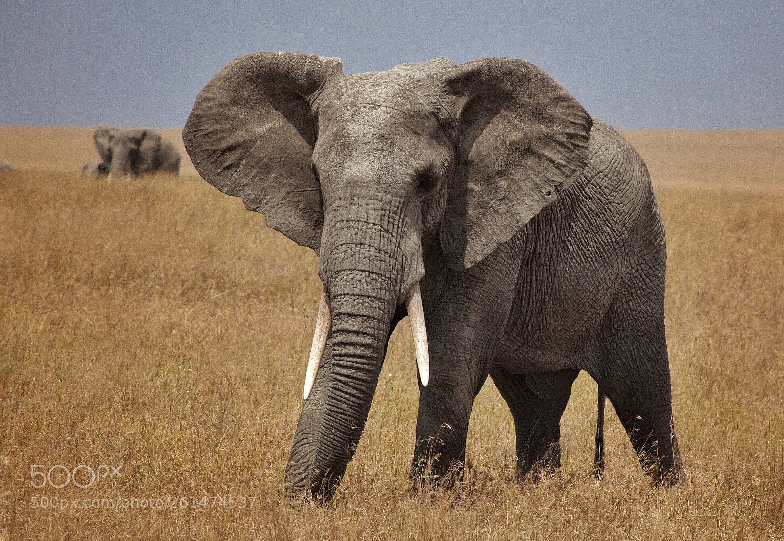 Canon EOS 5D Mark II sample photo. African elefant (loxodonta africana) photography