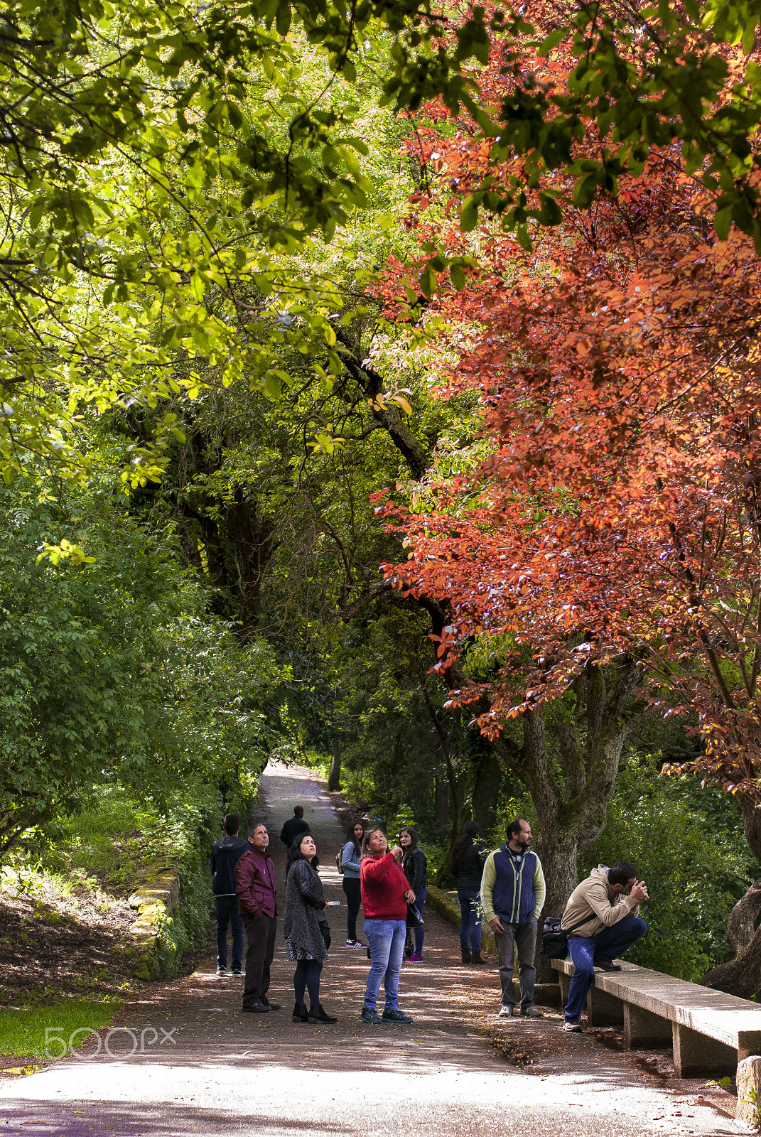 Nikon D80 sample photo. Pretty tree photography