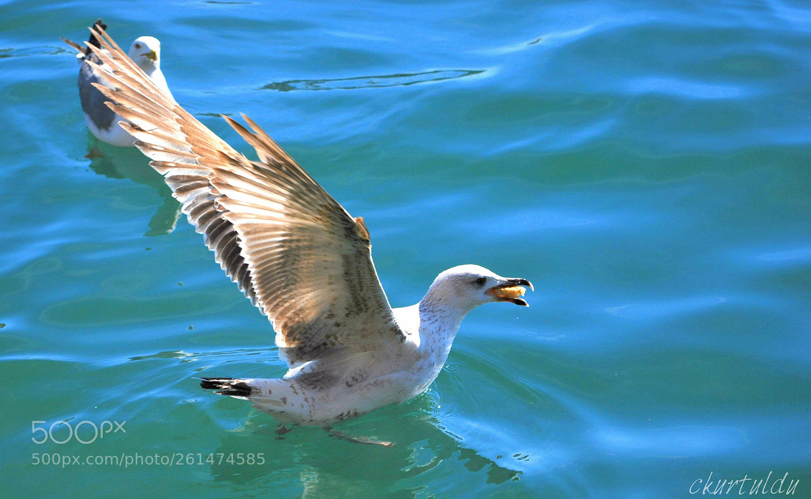 Nikon D60 sample photo. Achievement photography