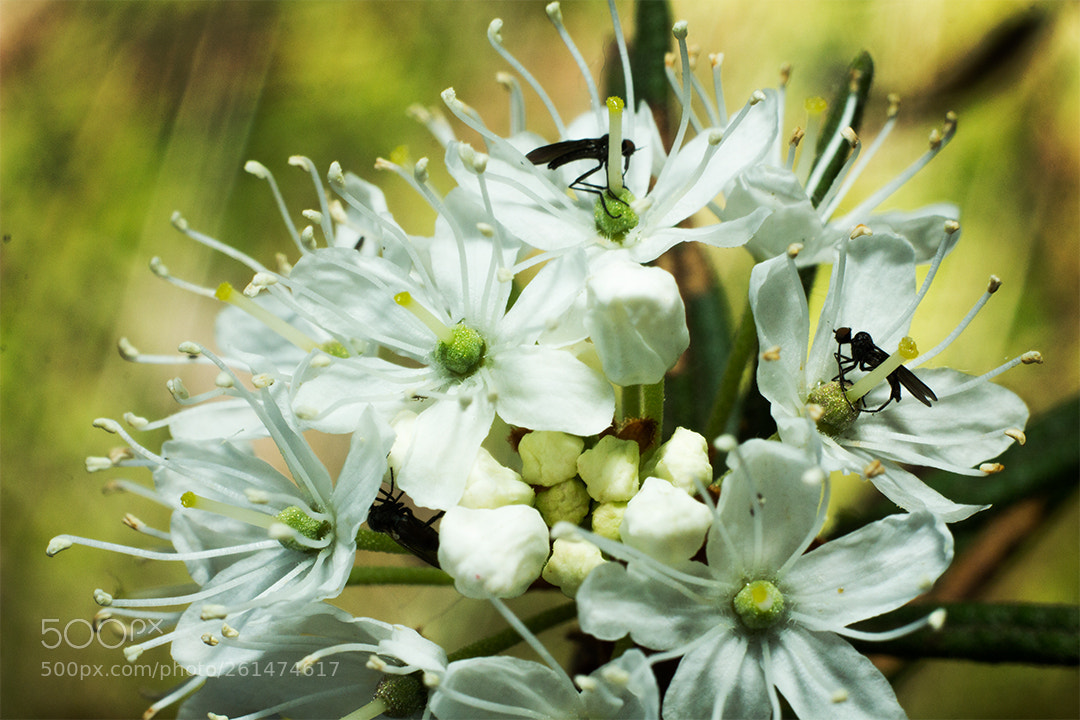 Canon EOS 60D sample photo. Цветочная жизнь. photography