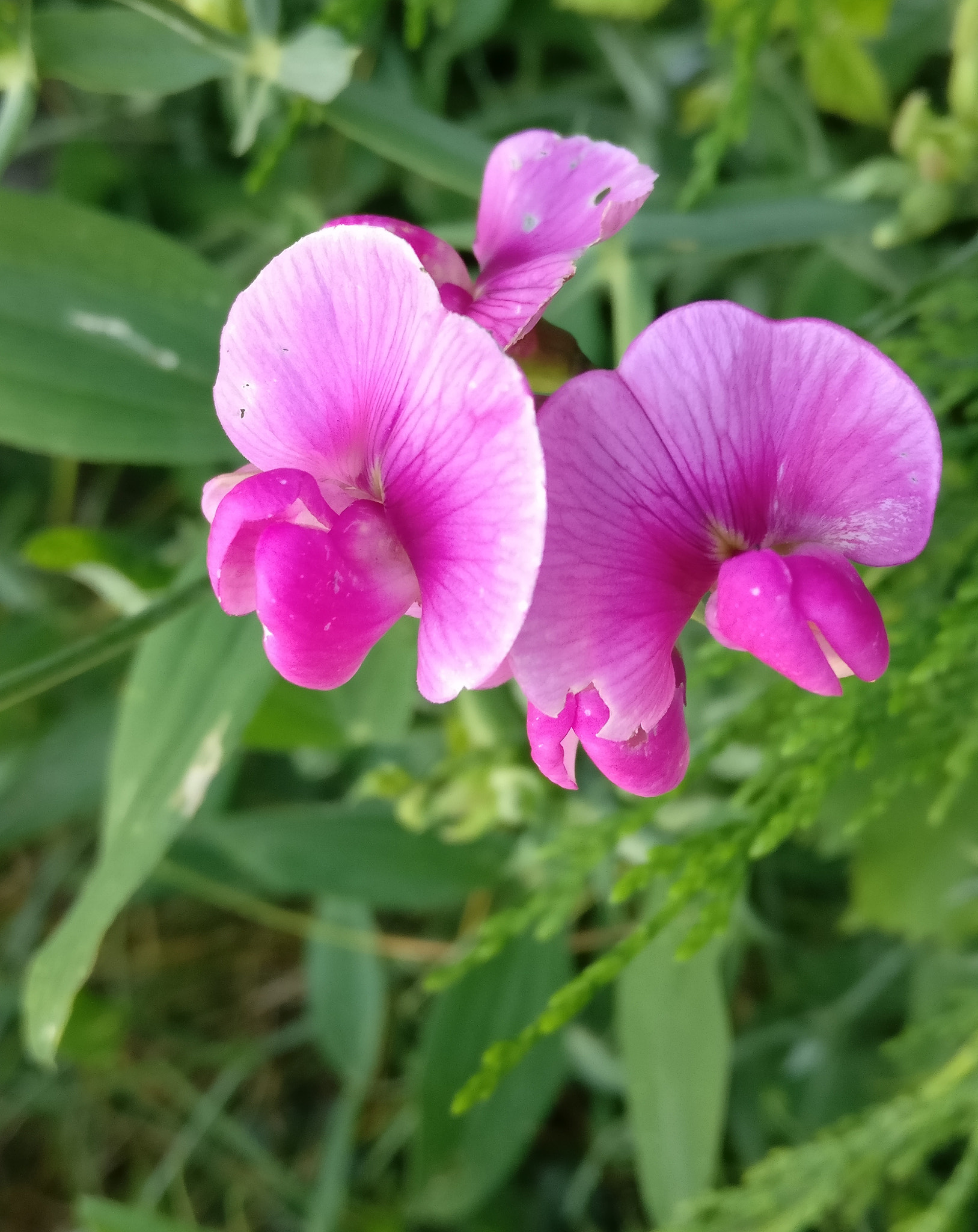 OnePlus A3003 sample photo