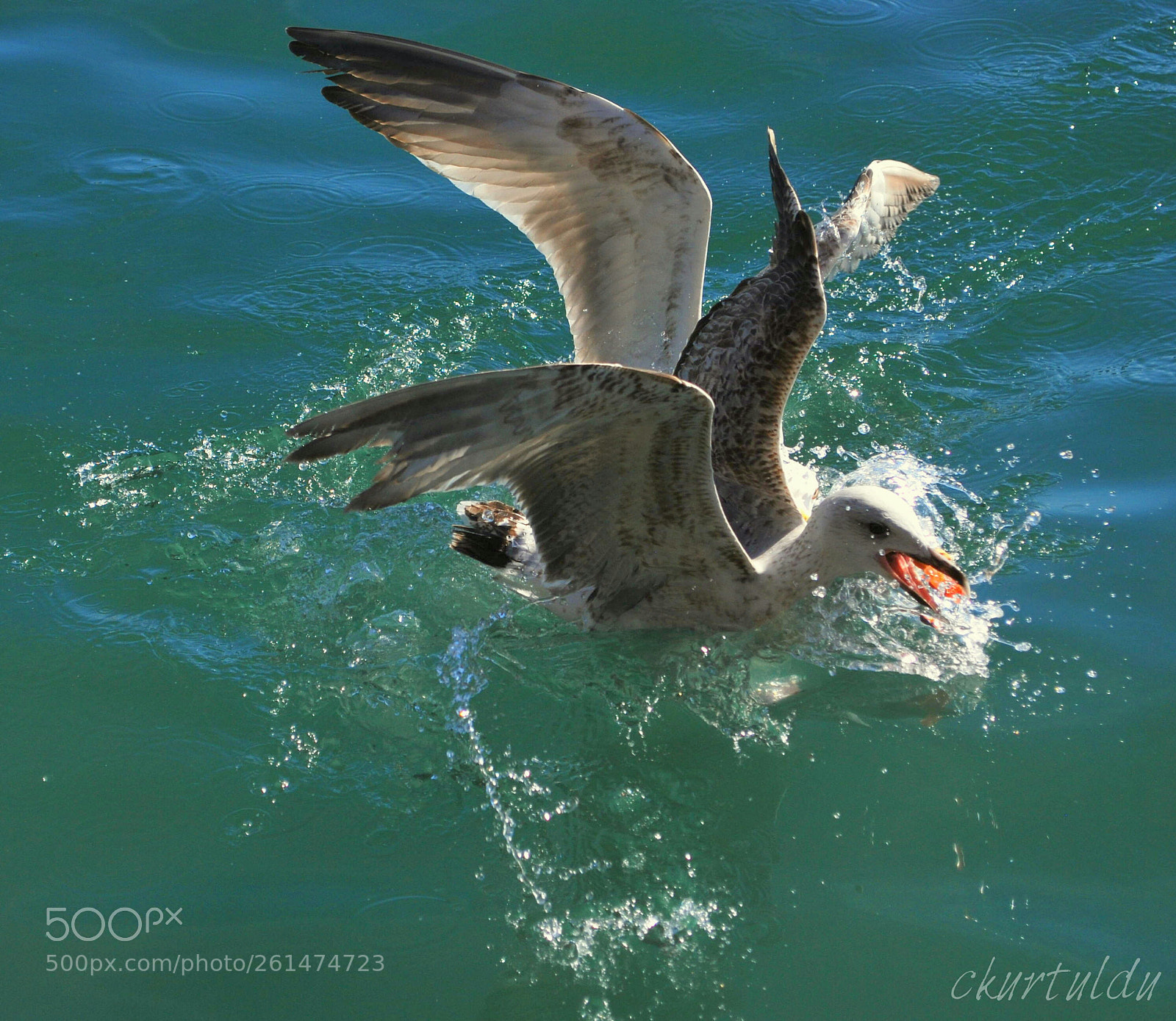 Nikon D60 sample photo. Seagulls photography