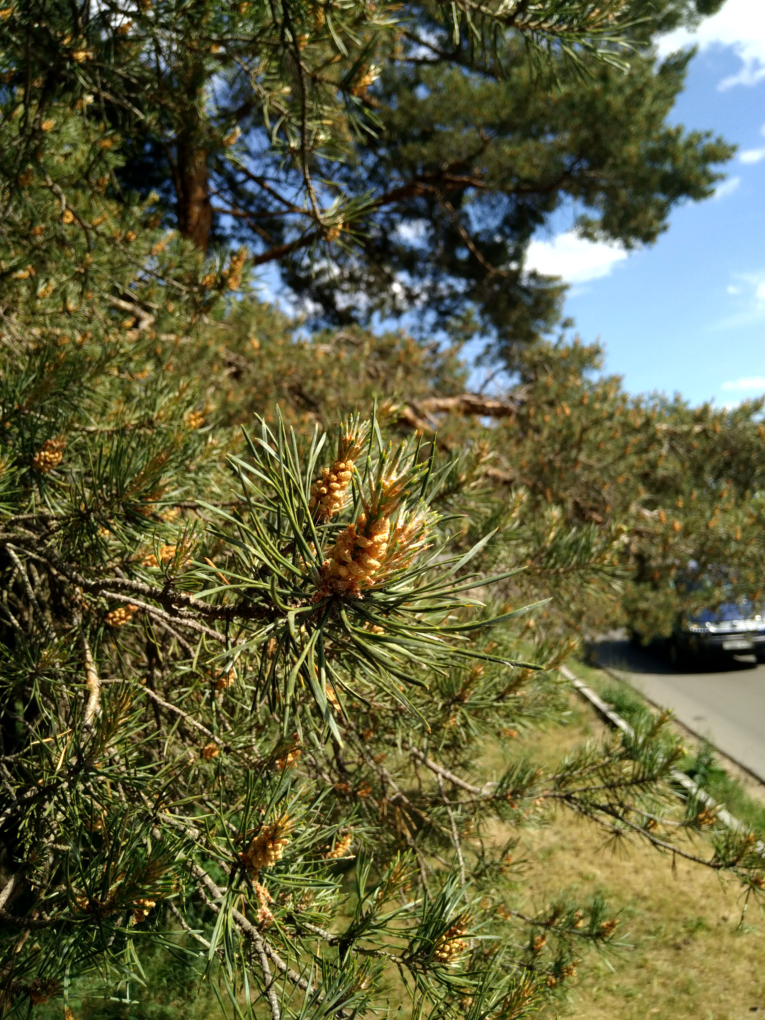 Xiaomi Redmi 4 Pro sample photo. 5.jpg photography