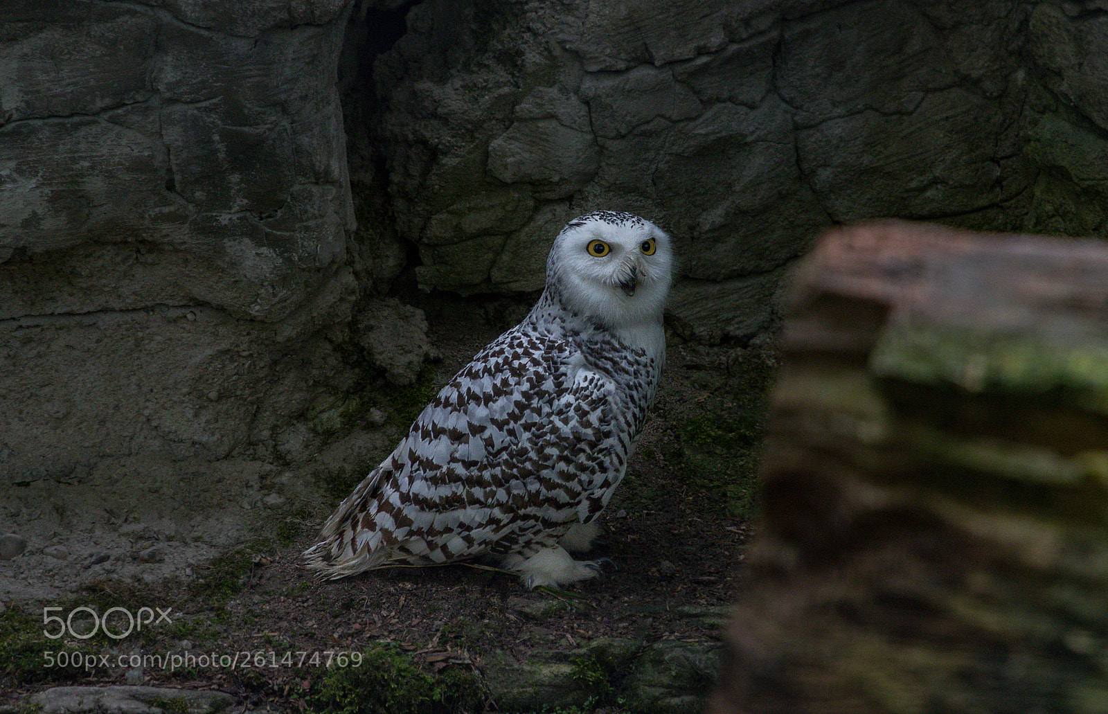 Canon EOS 80D sample photo. Zoo schmiding - animals photography