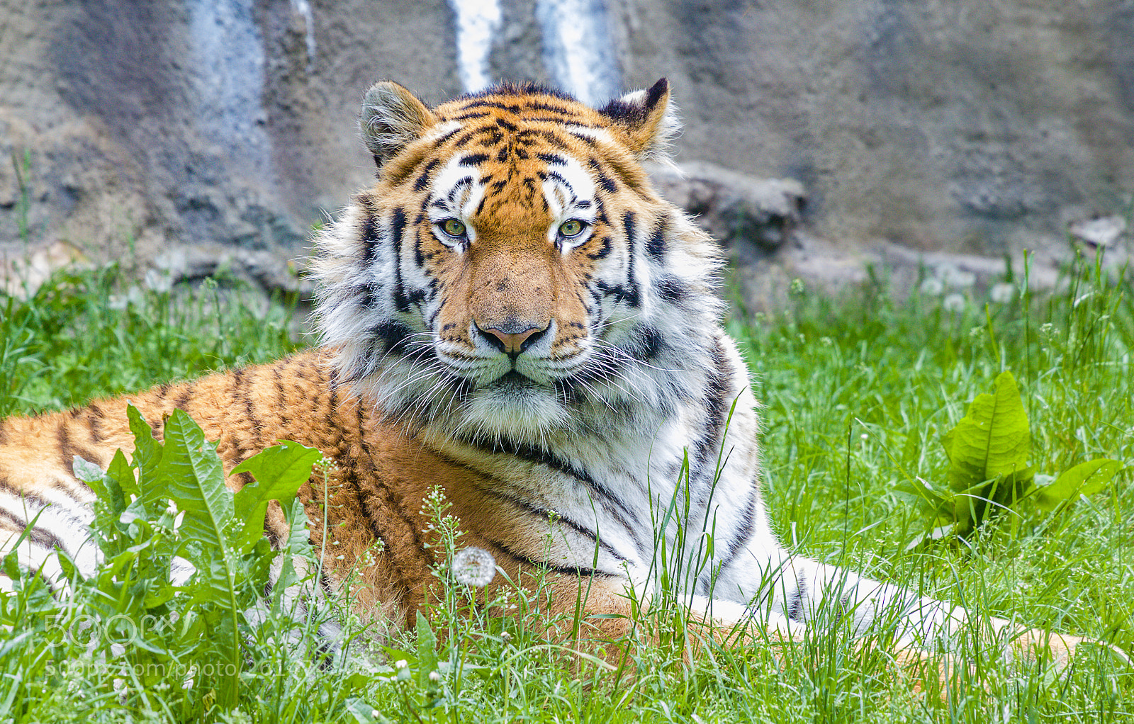 Canon EOS 80D sample photo. Zoo schmiding - animals photography