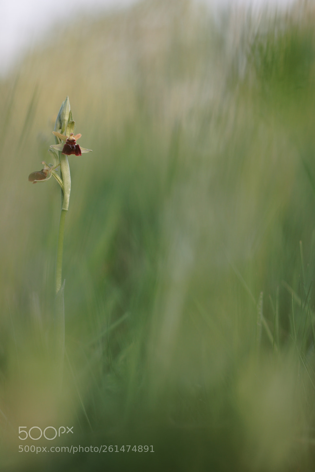 Canon EOS 80D sample photo. Orchi 4 2018 photography