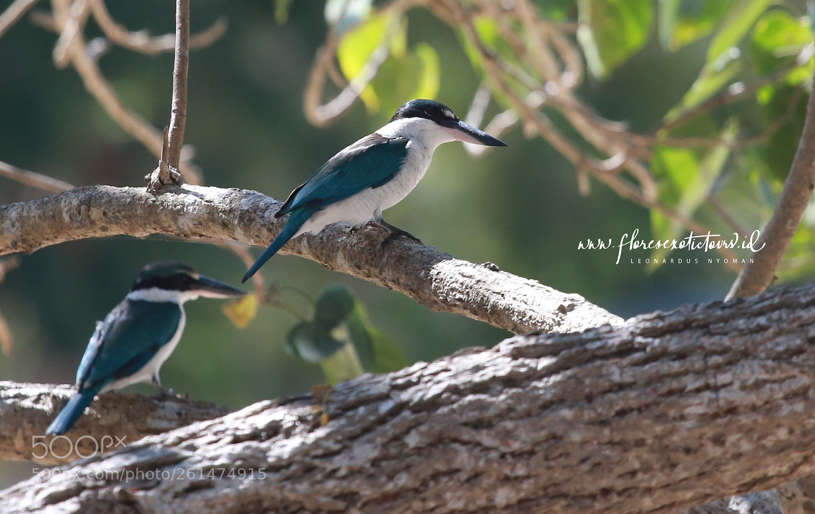 Canon EOS 6D sample photo. Collared kingfisher, todiramphus chloris photography
