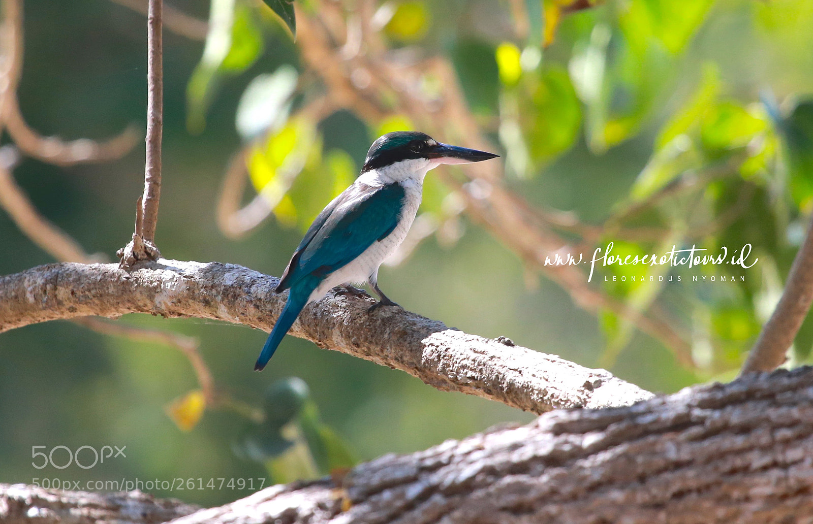 Canon EOS 6D sample photo. Collared kingfisher, todiramphus chloris photography